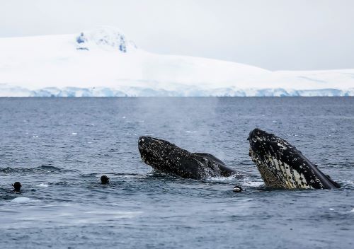 antarctique-société-des-explorateurs-français-4
